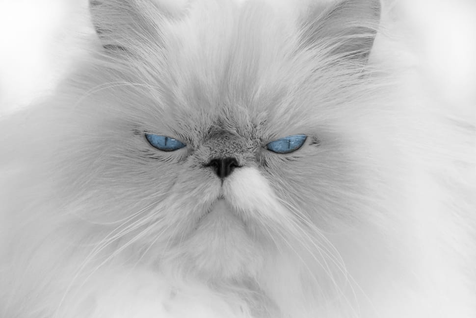 white persian cat preview