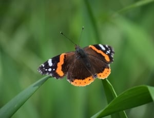 vanessa atalanta butterfly thumbnail