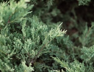green pine leafs thumbnail