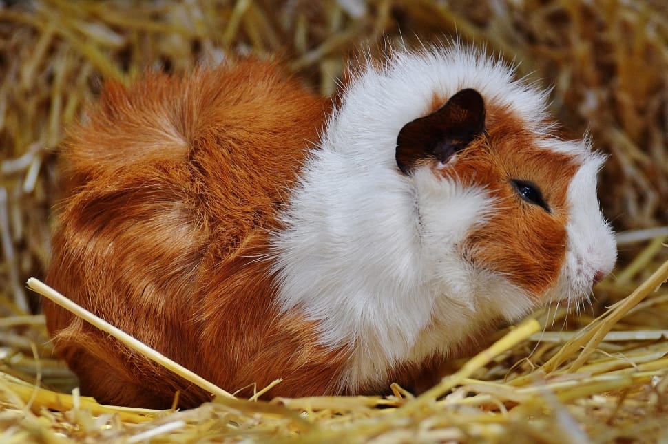 brown and white guinea pig preview