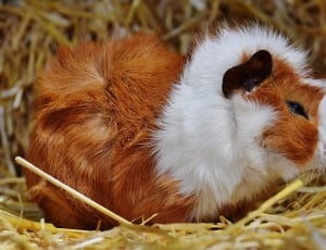 brown and white guinea pig thumbnail
