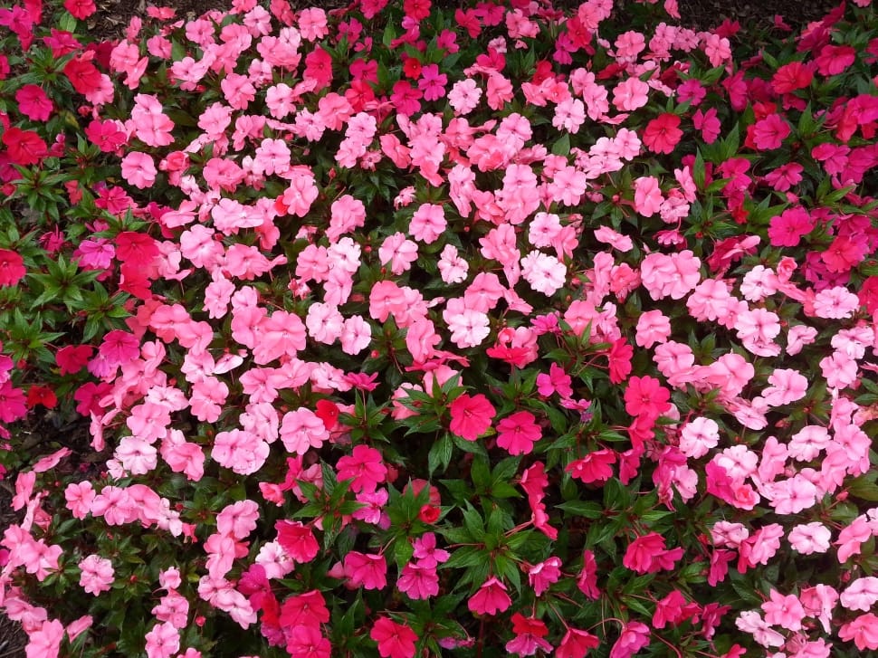 pink petal flowers landscape photography preview