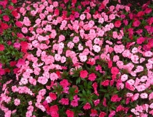 pink petal flowers landscape photography thumbnail