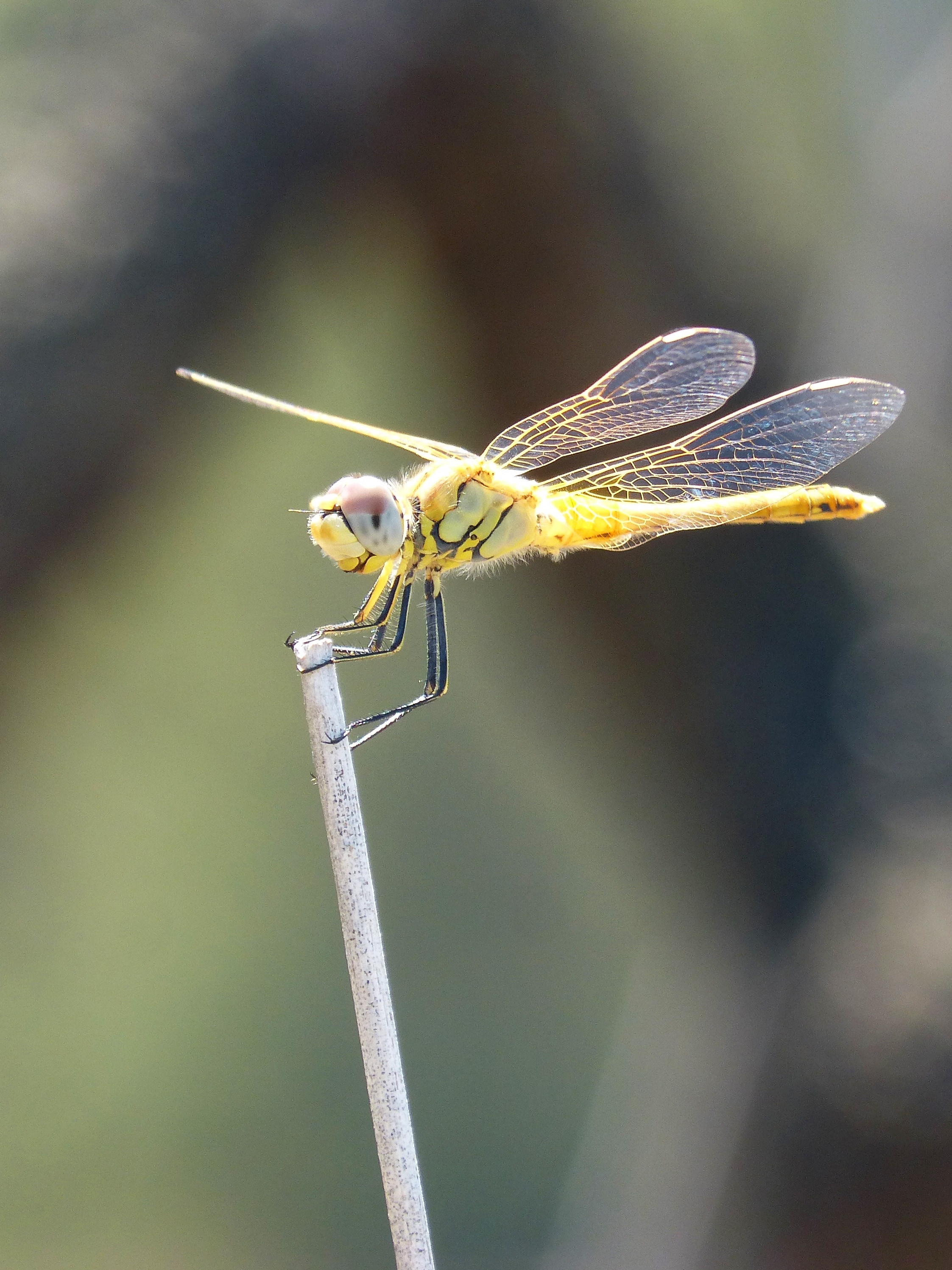 yellow and black dragonfly