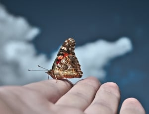 brown and red butterfly thumbnail