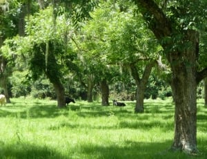 Organic, Tree, Agriculture, Outdoors, tree, grass thumbnail