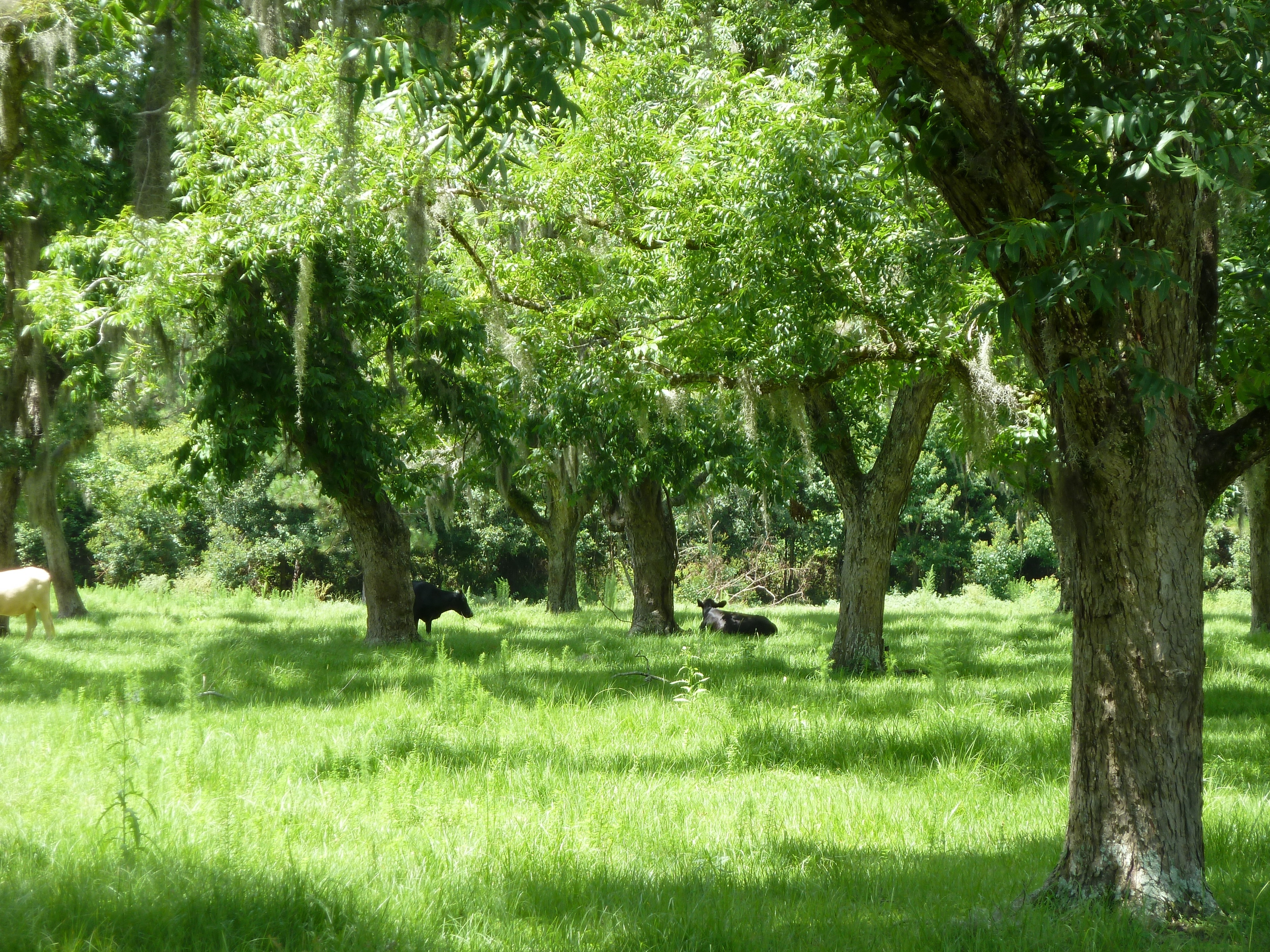 Organic, Tree, Agriculture, Outdoors, tree, grass