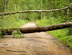 Storm, Forest, Storm Damage, Trees, nature, no people thumbnail