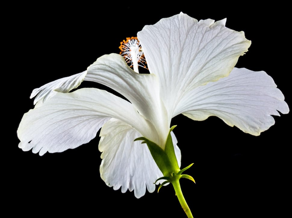 White, Blossom, Bloom, Hibiscus, Flower, black background, flower preview