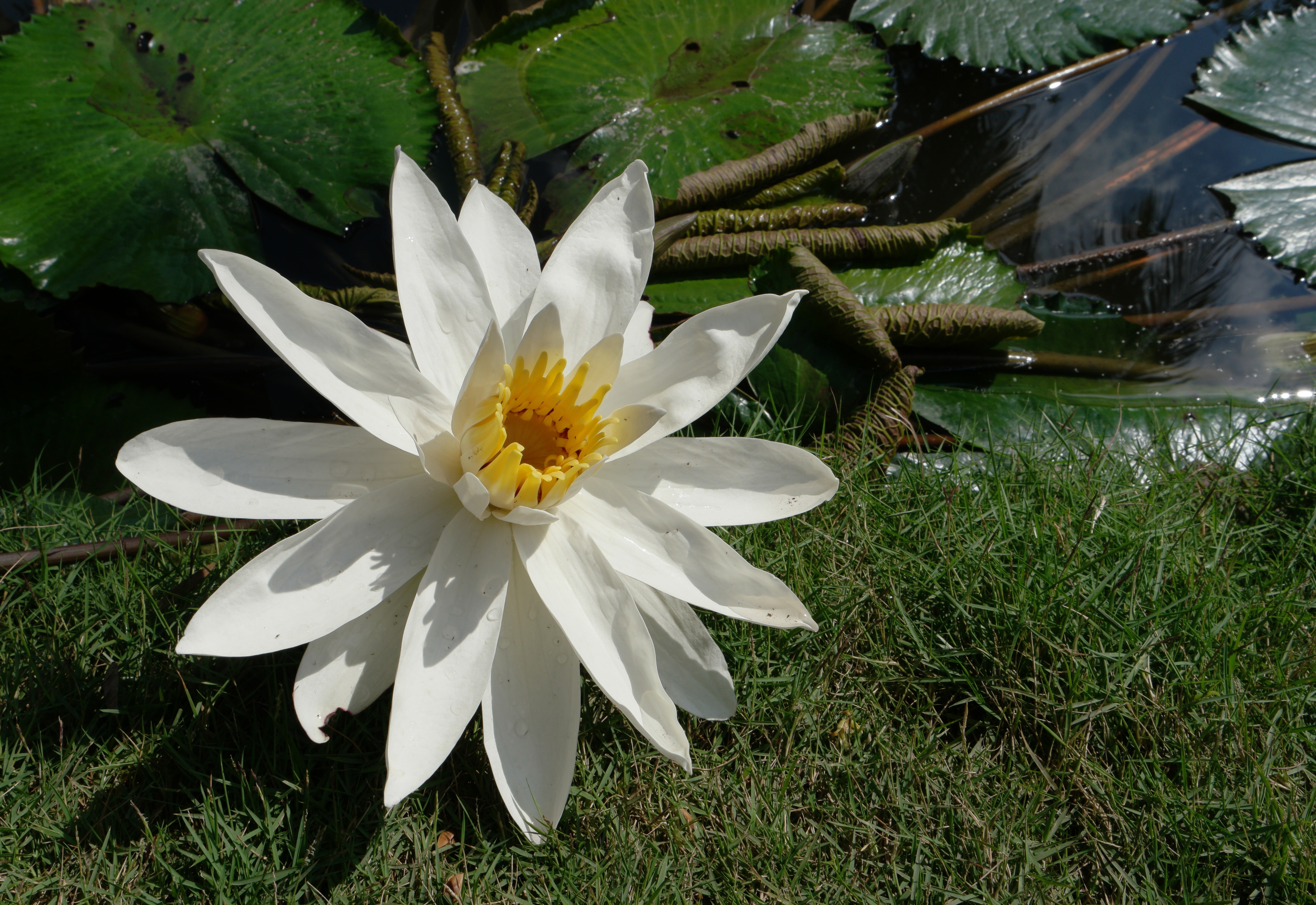 white petaled flower behind green plants