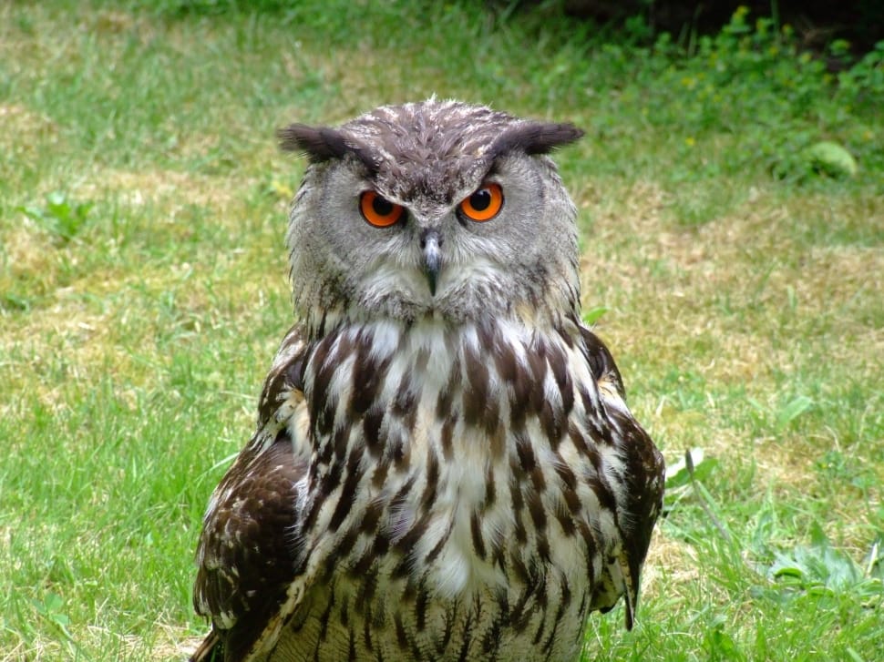 white and brown owl on green grass during daytime preview
