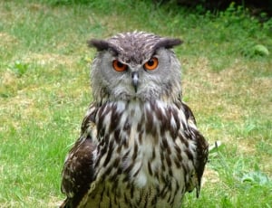 white and brown owl on green grass during daytime thumbnail