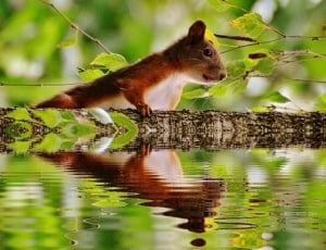 Mirroring, Cute, Water, Nager, Squirrel, one animal, reflection thumbnail