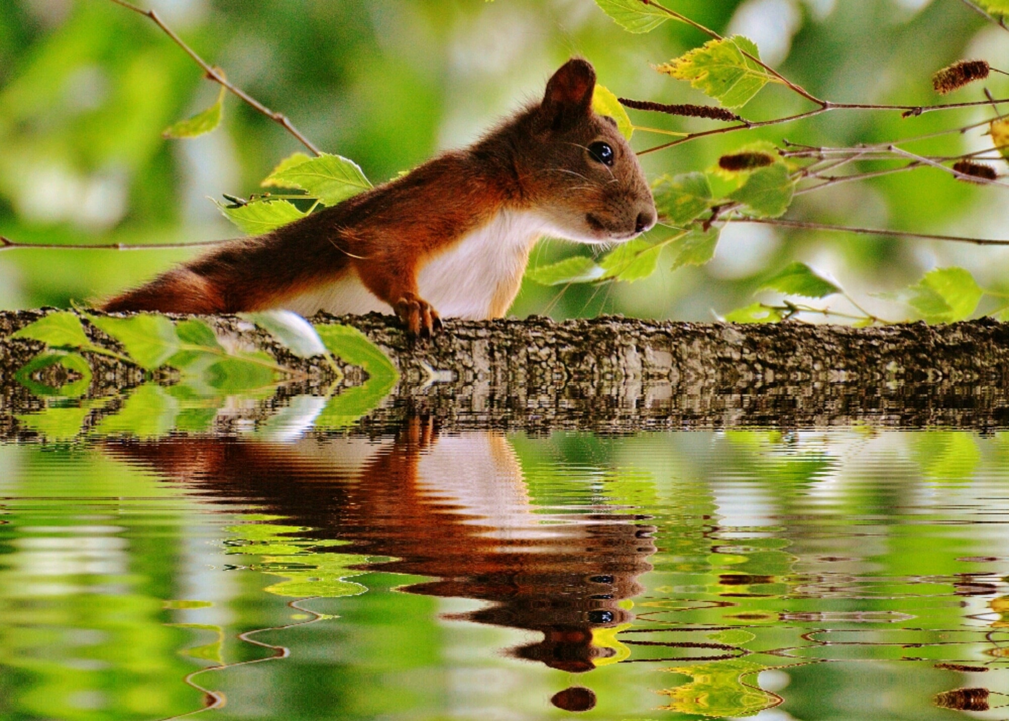 Mirroring, Cute, Water, Nager, Squirrel, one animal, reflection