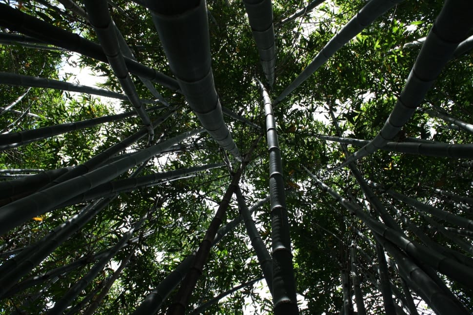 tall bamboo plants on low angle photography preview
