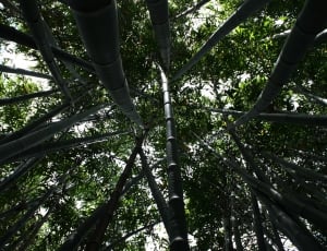 tall bamboo plants on low angle photography thumbnail