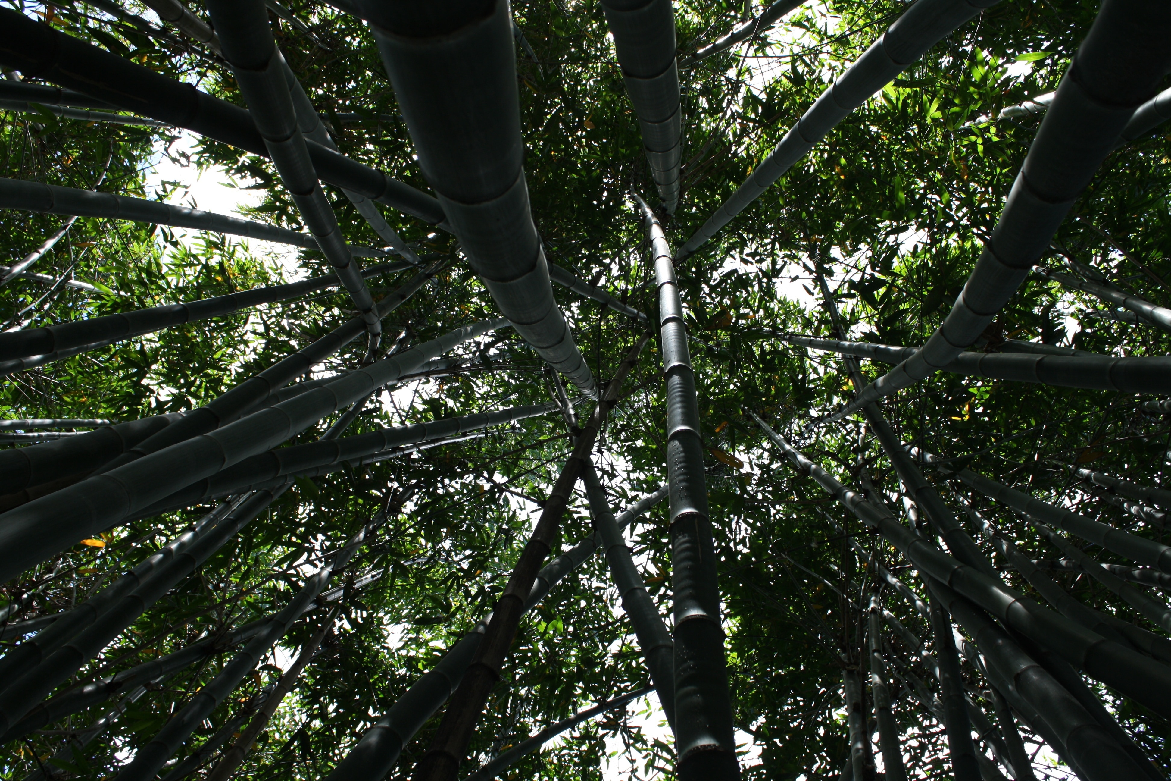 tall bamboo plants on low angle photography