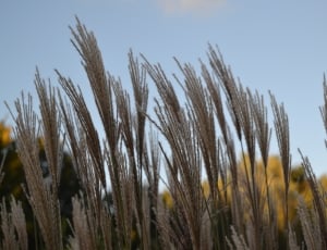 wheat grains thumbnail