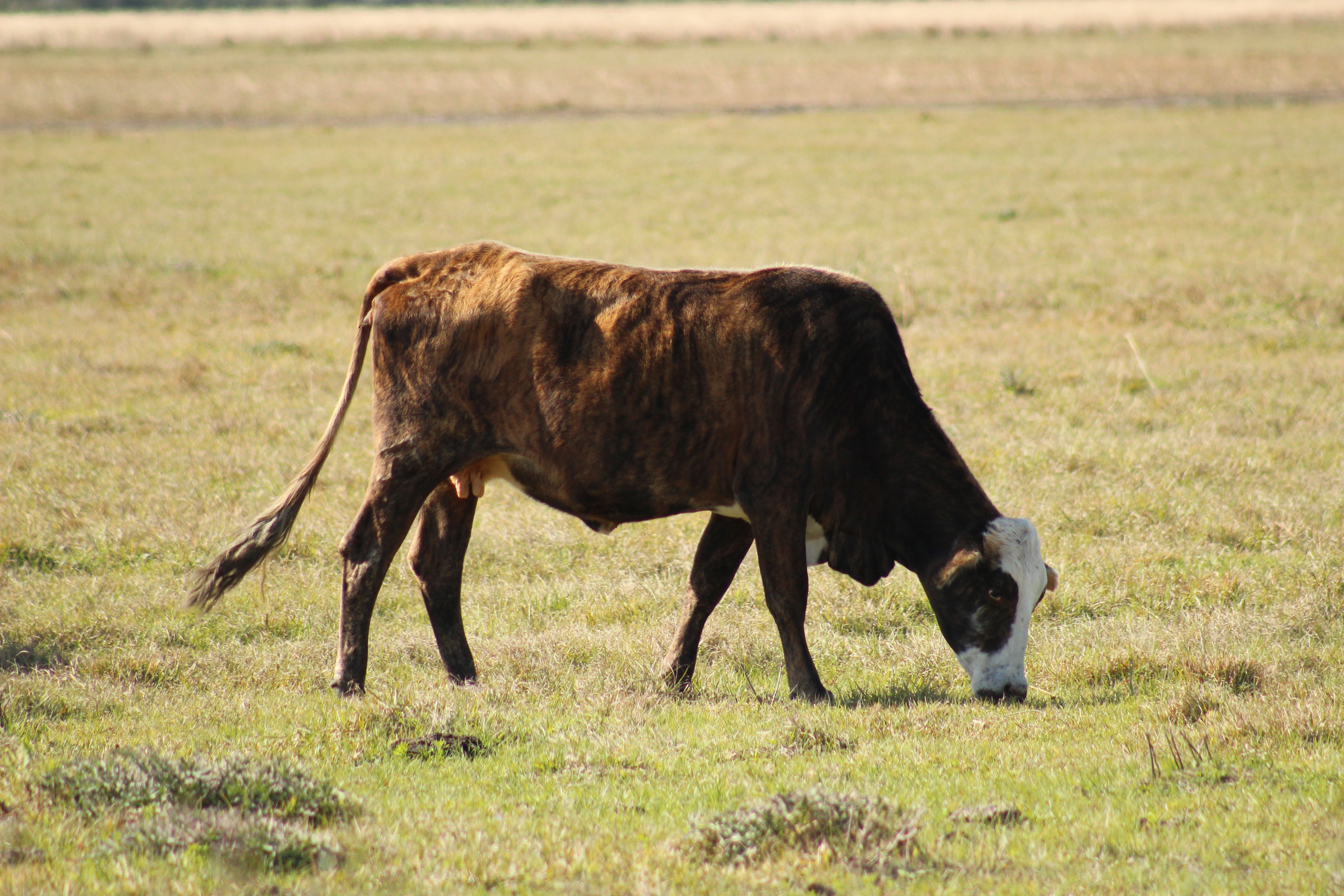 brown and white cow