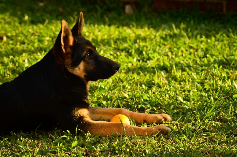 black and brown German Shepherd lying on green grass with orange ball preview