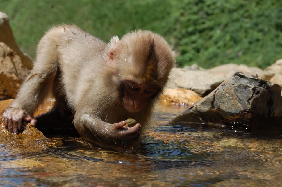 brown monkey hands on water during daytime preview