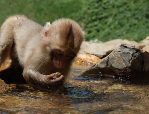 brown monkey hands on water during daytime thumbnail