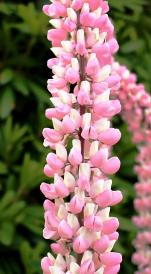 Beautiful, Flowers, Leaves, Pink, Lupins, flower, pink color thumbnail