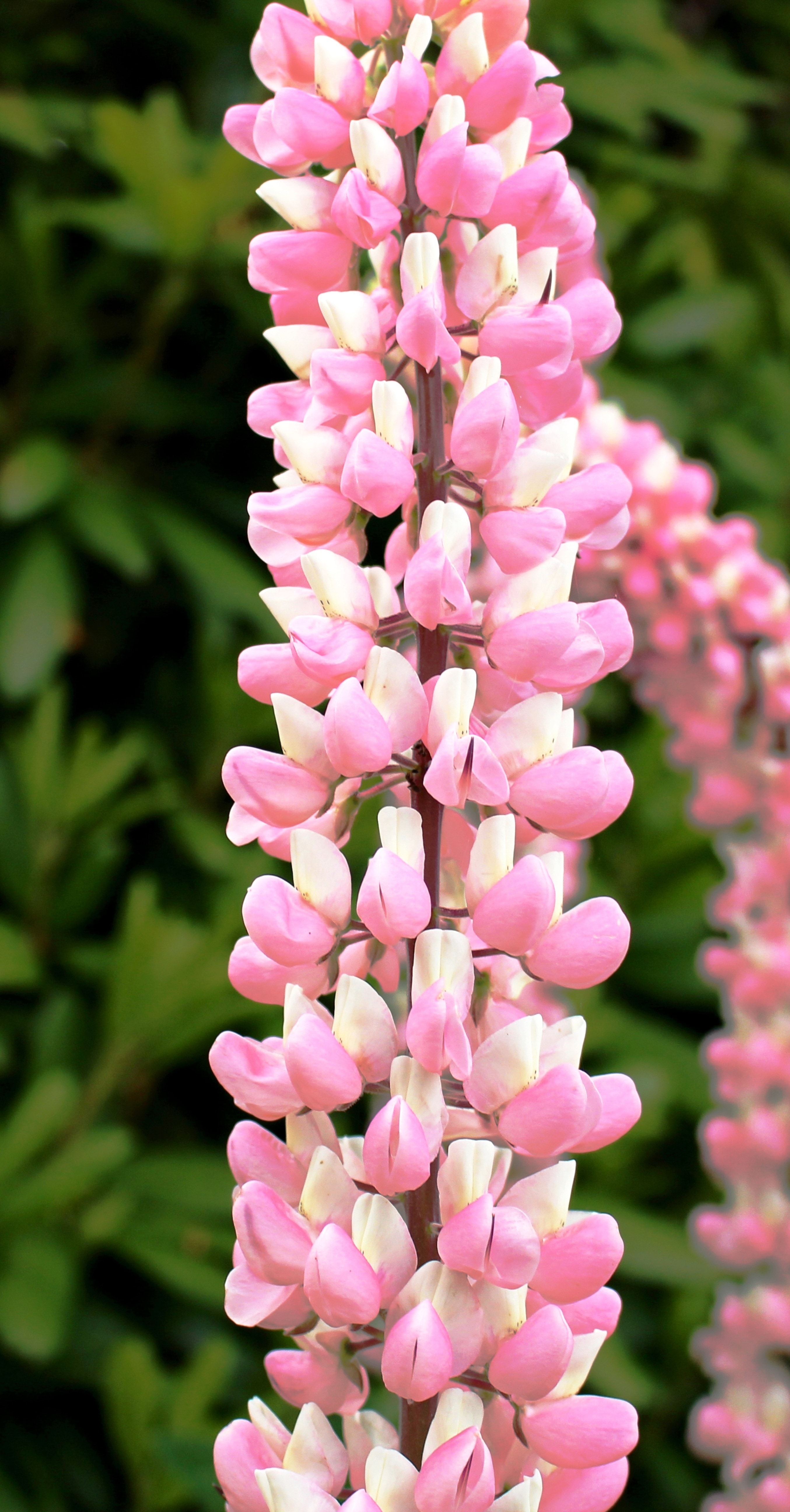 Beautiful, Flowers, Leaves, Pink, Lupins, flower, pink color