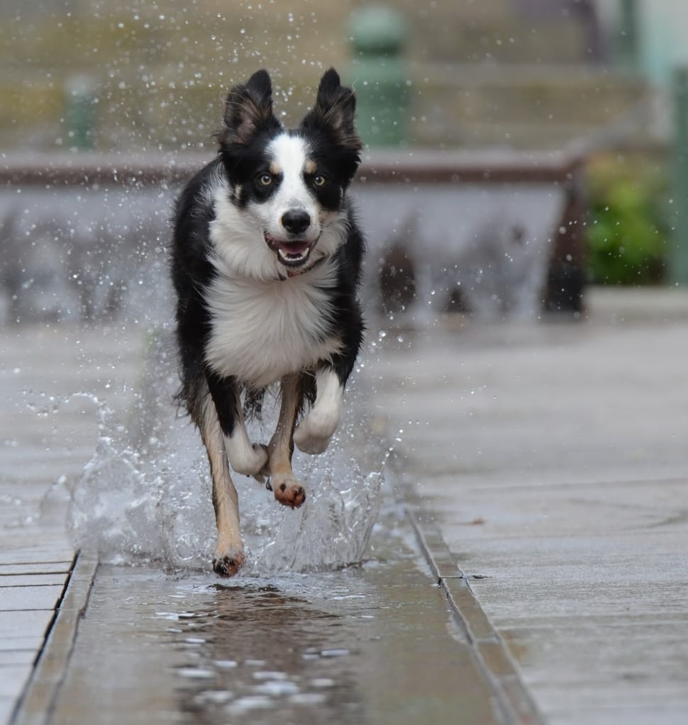 Border Collie on rain during daytime preview