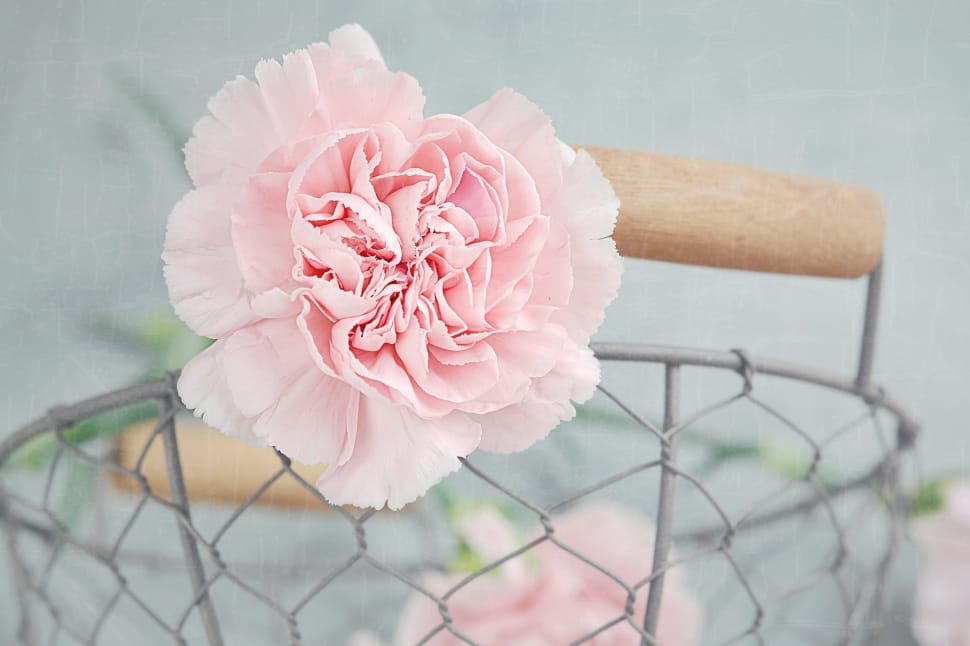 pink carnation flower preview