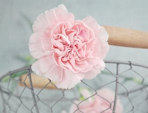 pink carnation flower thumbnail