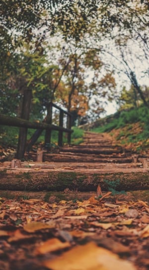leaf, fall, wooden, stairs, autumn, tree thumbnail