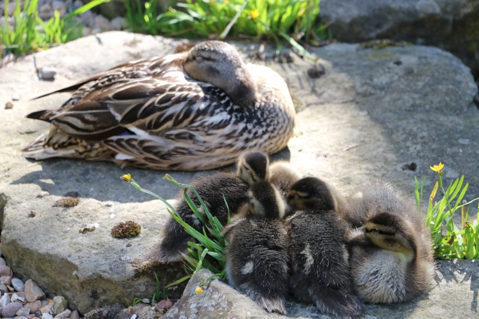 black and gray duck and ducklings preview