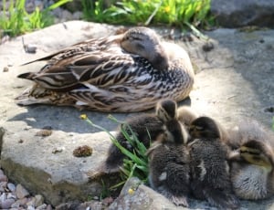 black and gray duck and ducklings thumbnail