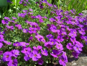 purple flower lot thumbnail