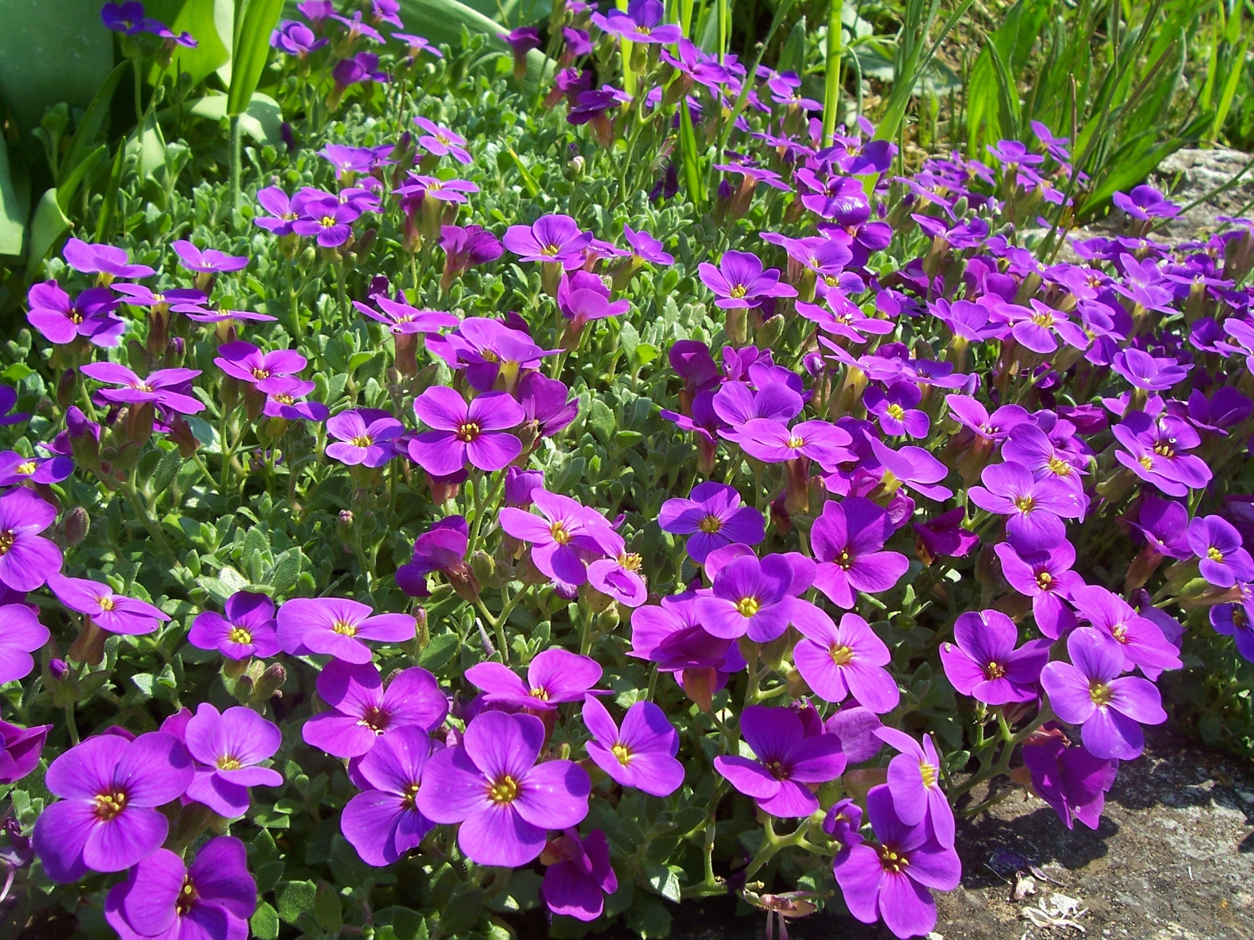 purple flower lot