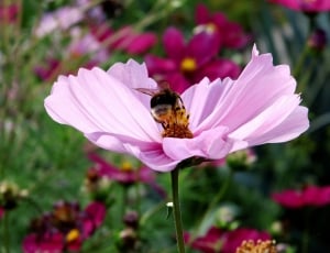 Blossom, Cosmea, Kosmee, Bloom, Pink, flower, insect thumbnail