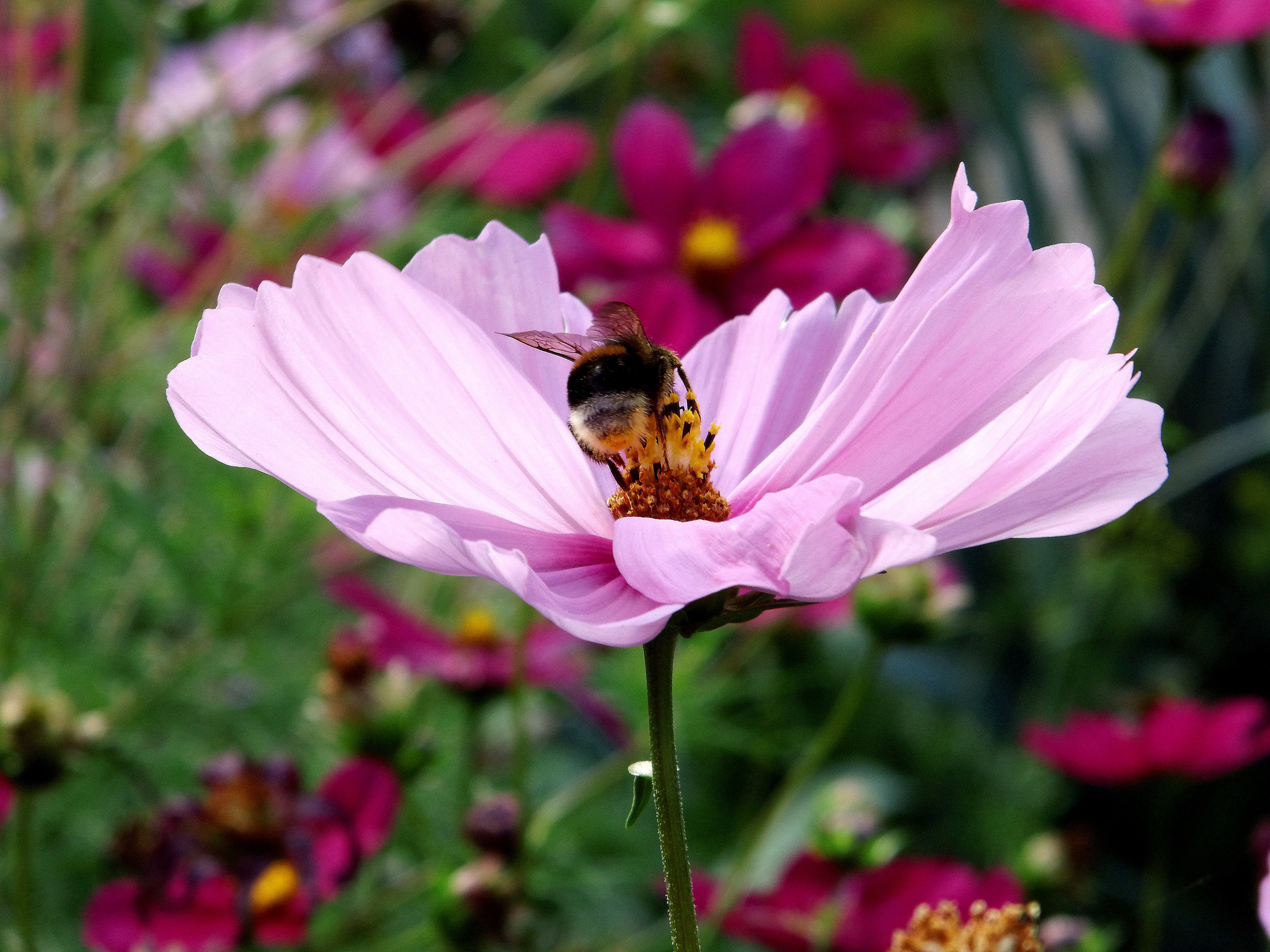 Blossom, Cosmea, Kosmee, Bloom, Pink, flower, insect