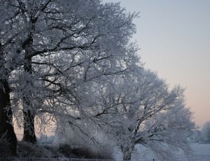 withered trees covered in snow thumbnail