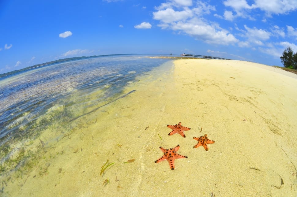 three orange star fish on sand preview