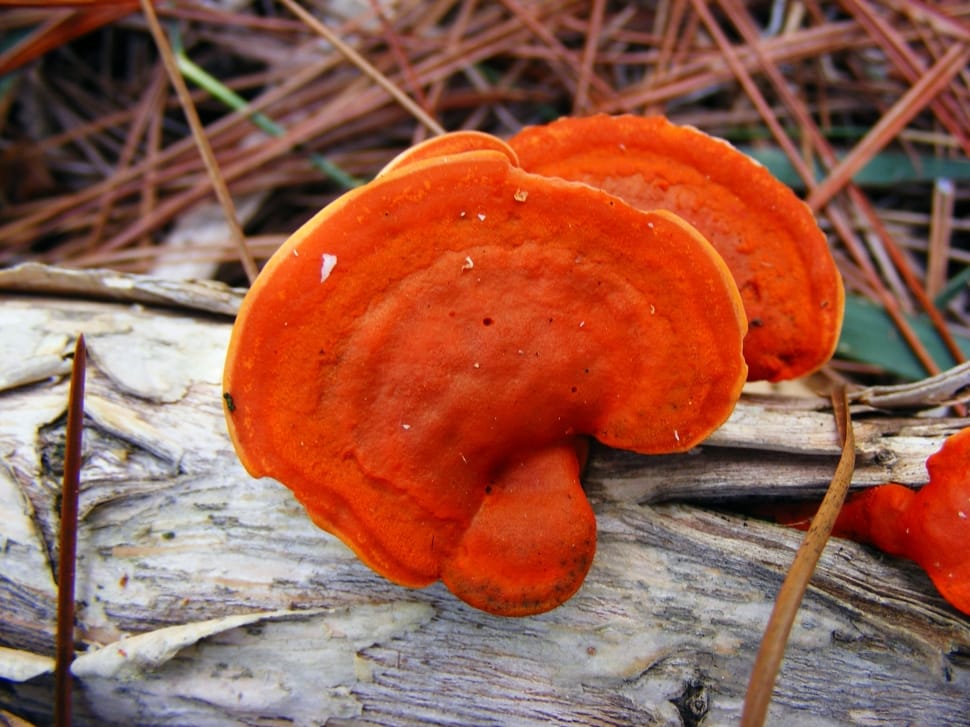 Pycnoporus Cinnabarinus, orange color, outdoors preview