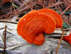 Pycnoporus Cinnabarinus, orange color, outdoors thumbnail