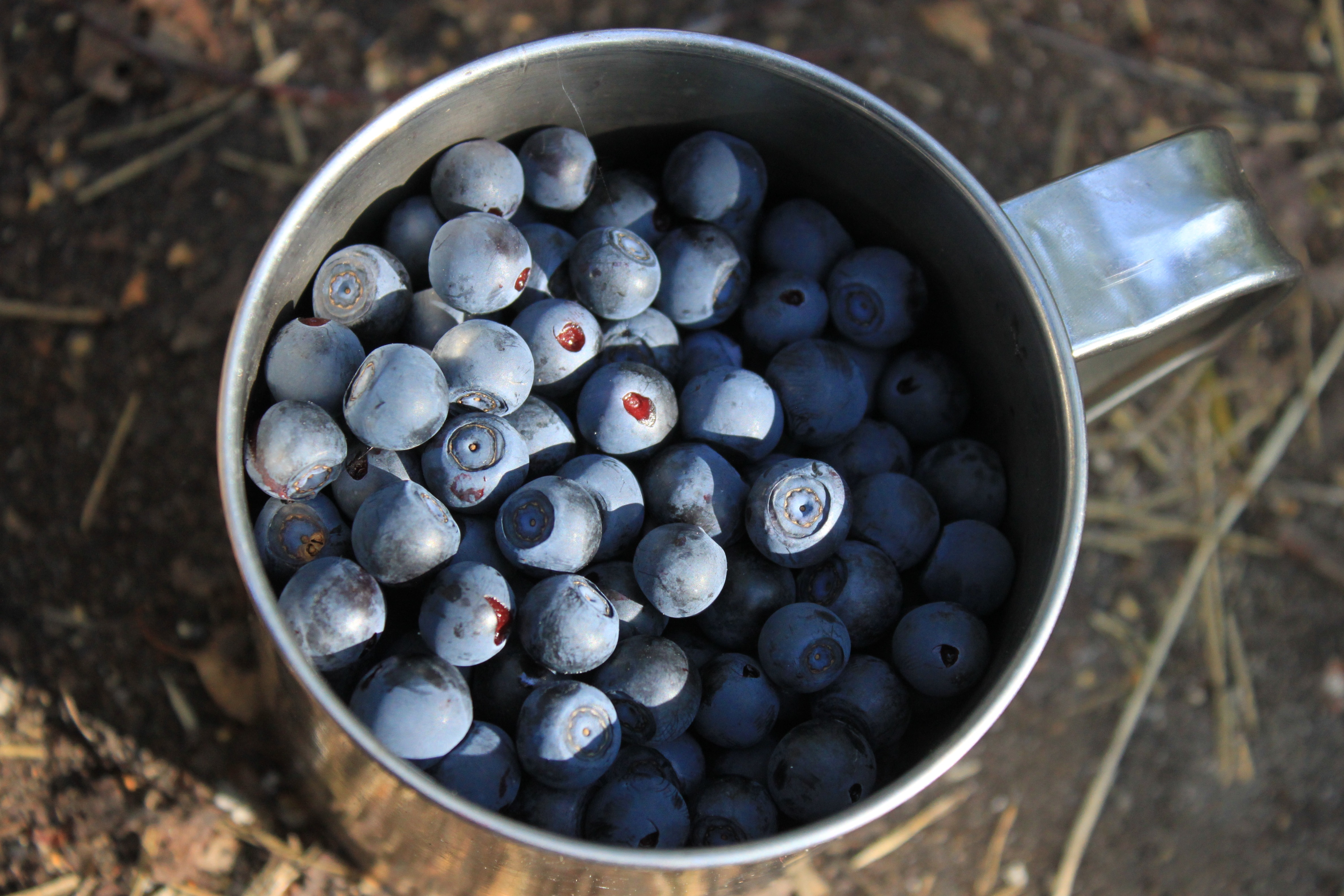 blueberries stack