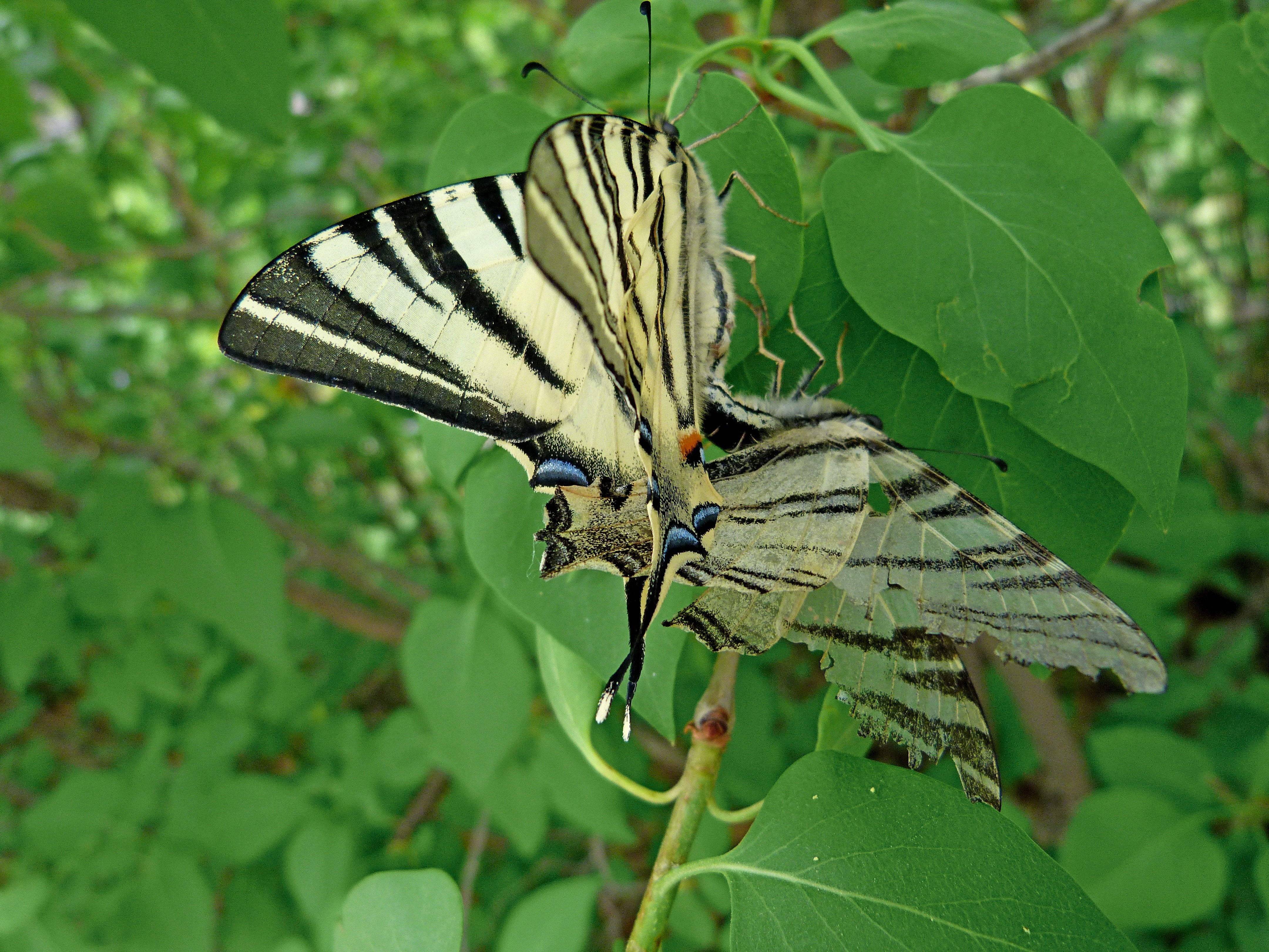 white and black moth