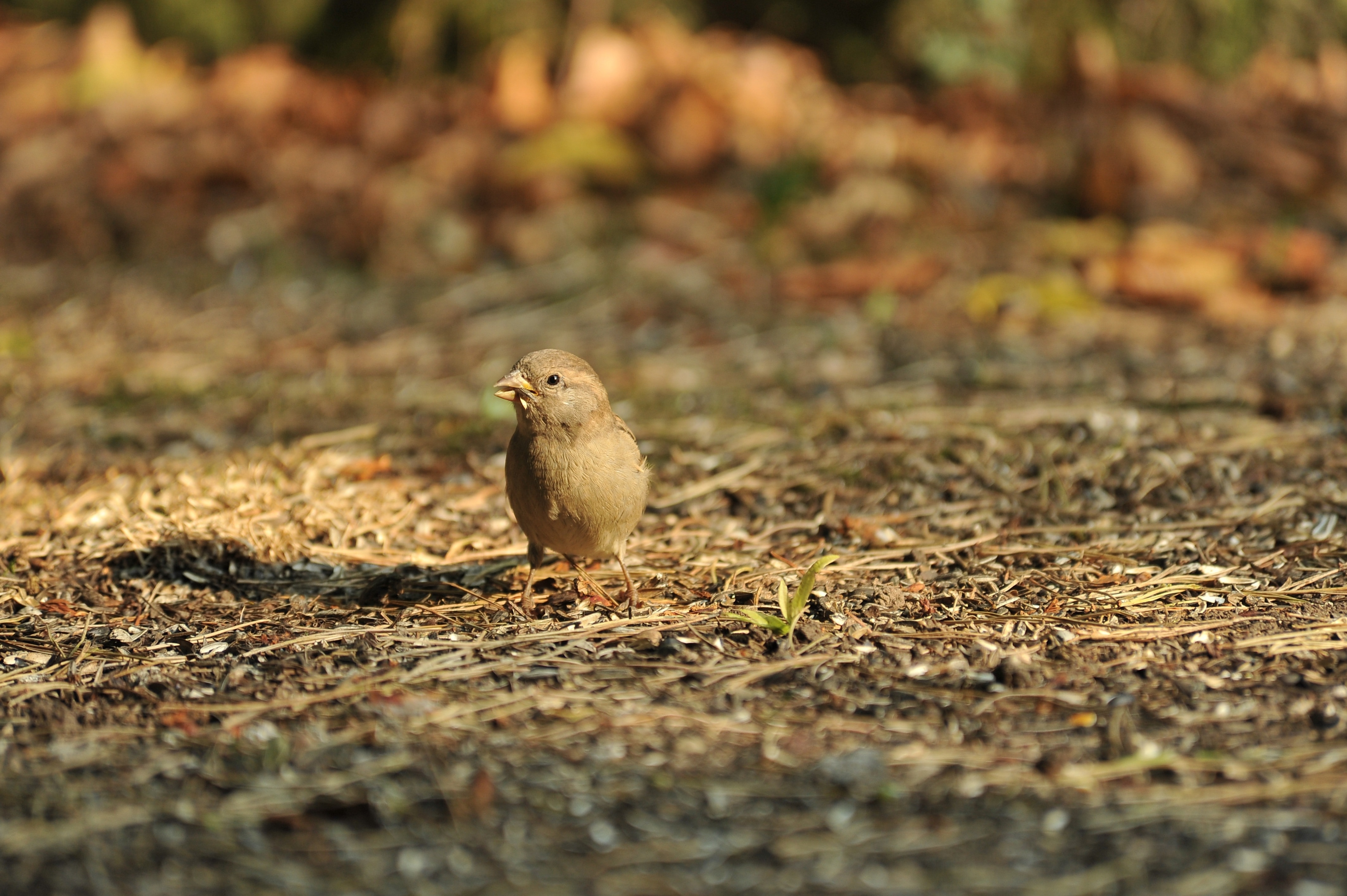 small brown bird on ground