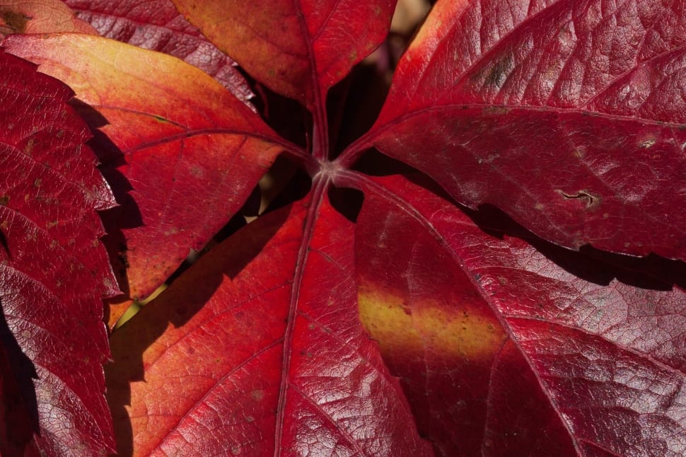 maroon leaf plant preview