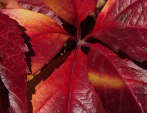 maroon leaf plant thumbnail