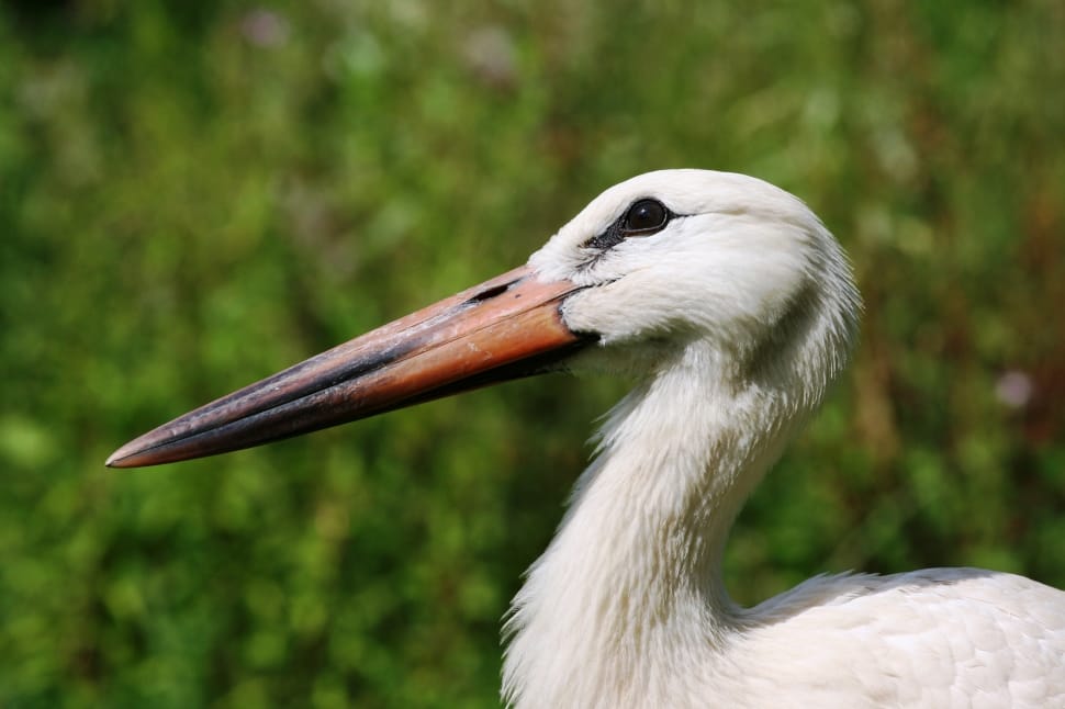 Stork Colony, France, Stork, Nature, one animal, beak preview