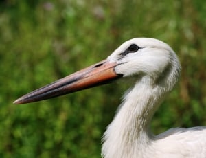 Stork Colony, France, Stork, Nature, one animal, beak thumbnail