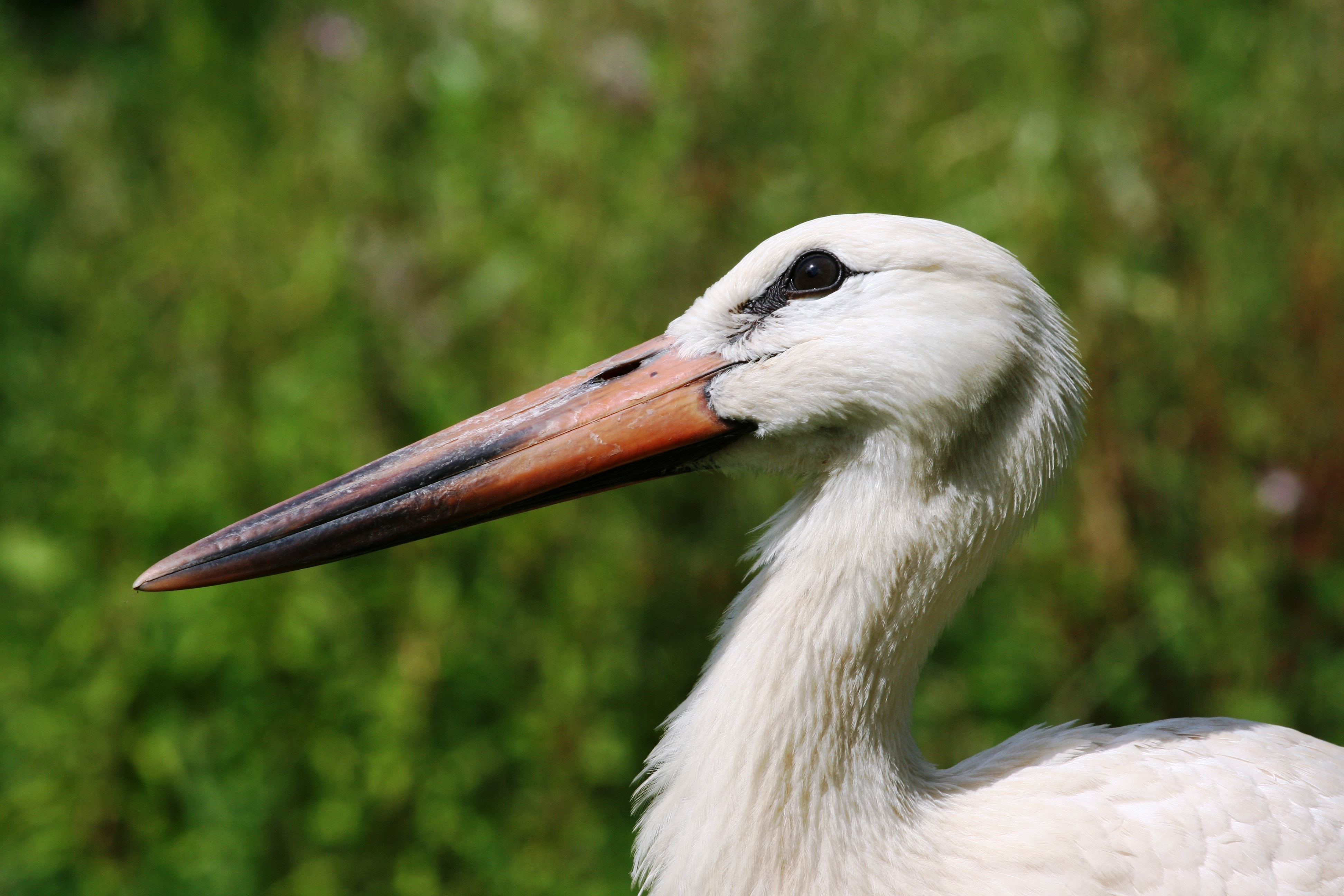 Stork Colony, France, Stork, Nature, one animal, beak
